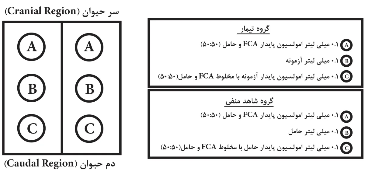 آزمون حساسیت زایی پوستی