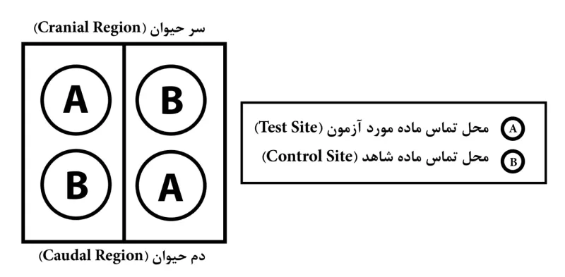 آزمون تحریک زایی پوستی